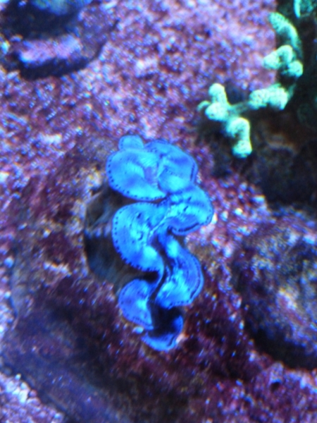 Tridacna azul