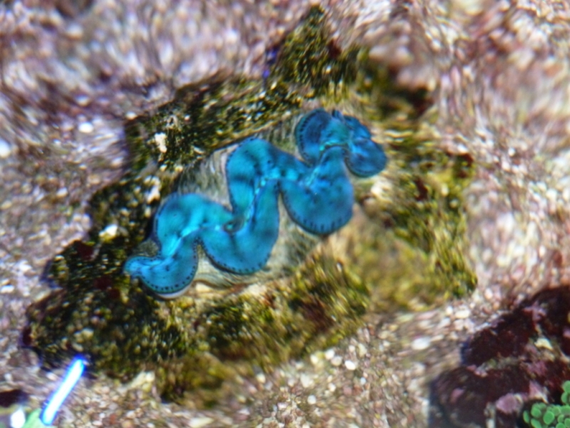 Tridacna azul sob a corrente 1