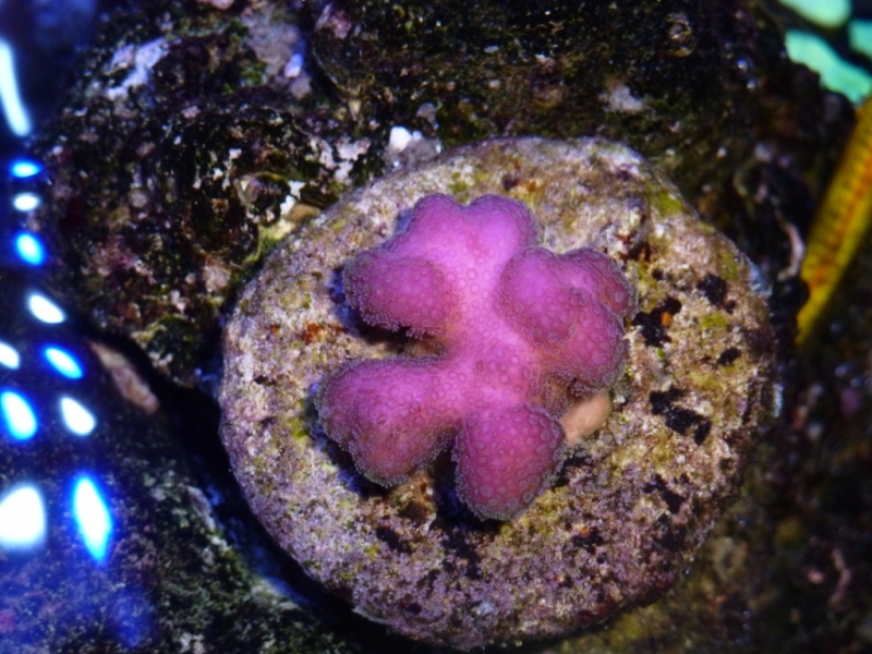 Stylophora pistyllata polipos verdes