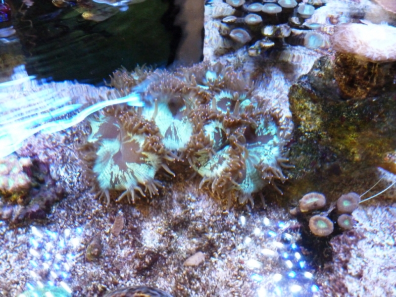 Lagoa 6 - Catallaphyllia - 12-07-2012