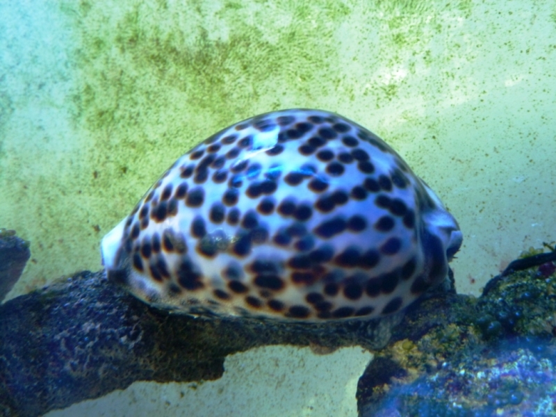 Cypraea tigris - Mar das Gorgónias