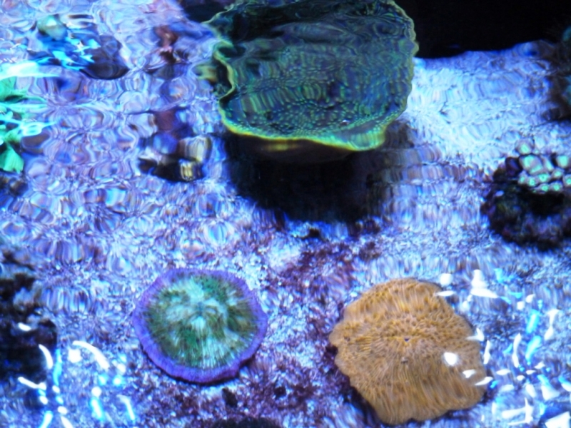 Cycloseris