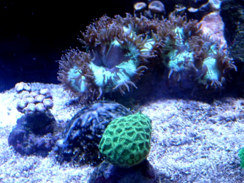 Cypraea etc