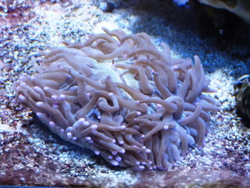 Heliofungia 4