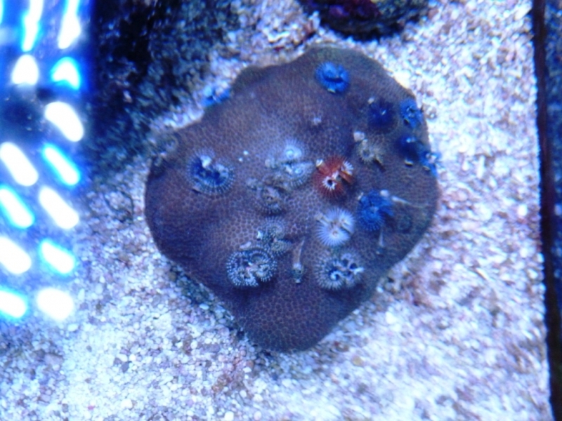 Porites 1