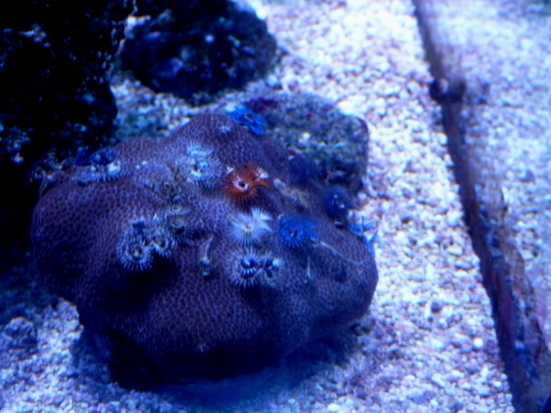 Porites 2