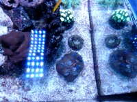 Porites