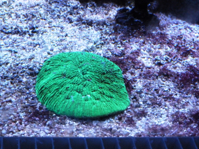 Sandalolita