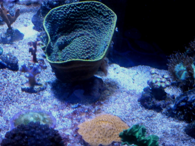 Turbinaria 1