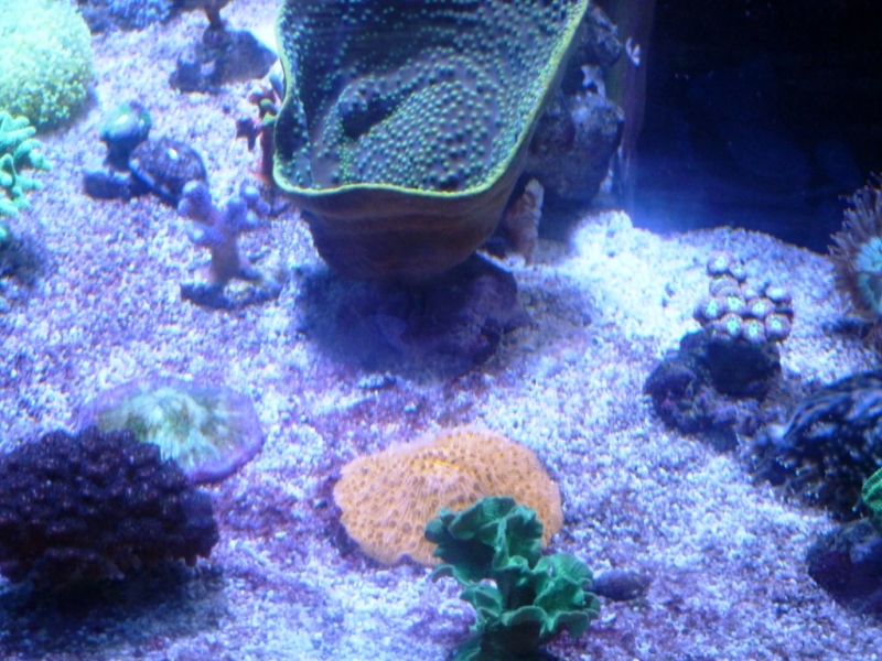 Turbinaria