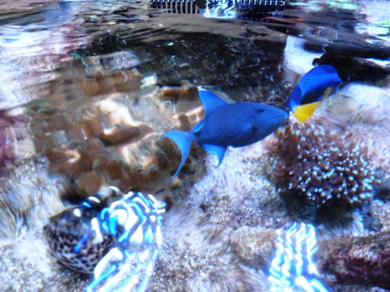 Odonus