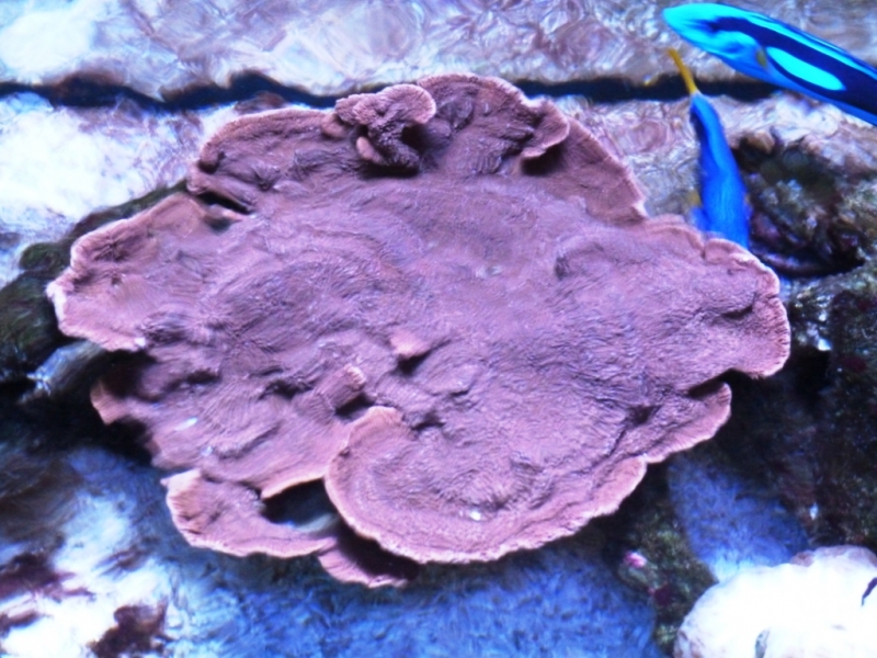 Montipora prato