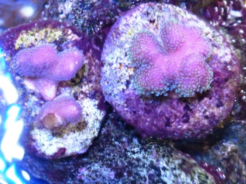 Stylophora 1 e 2