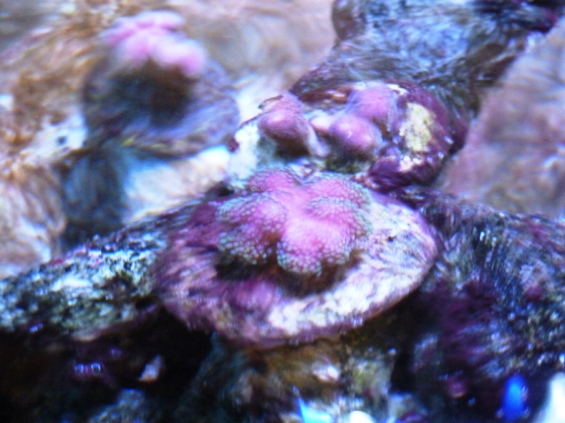 Stylophora 1-2-3