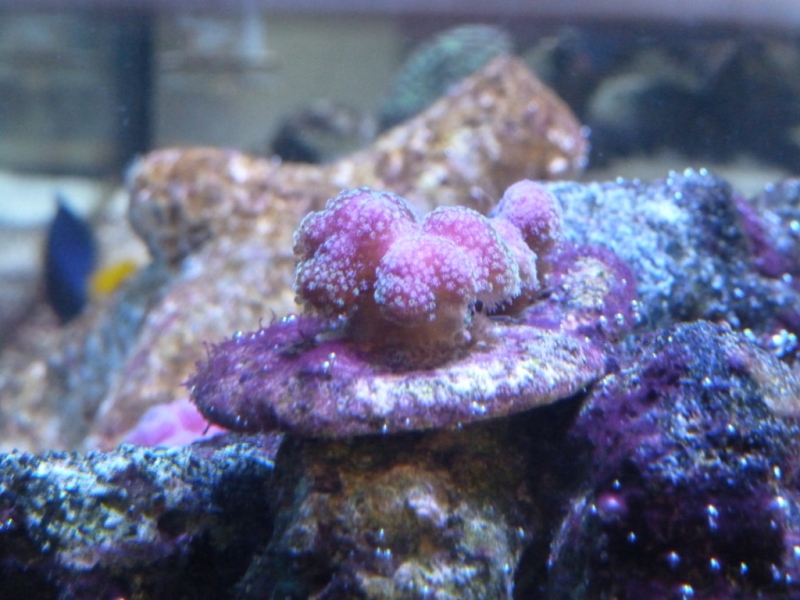 Stylophora 2
