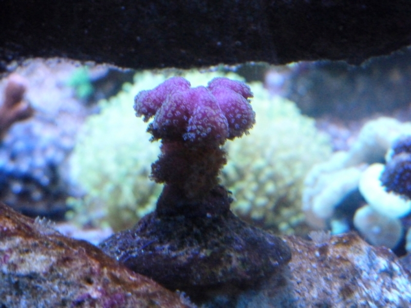 Stylophora