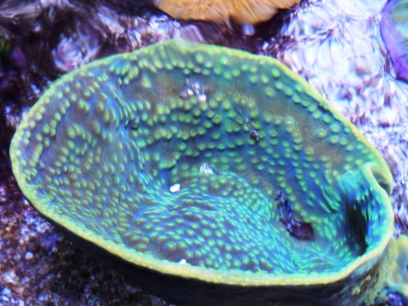Turbinaria 2
