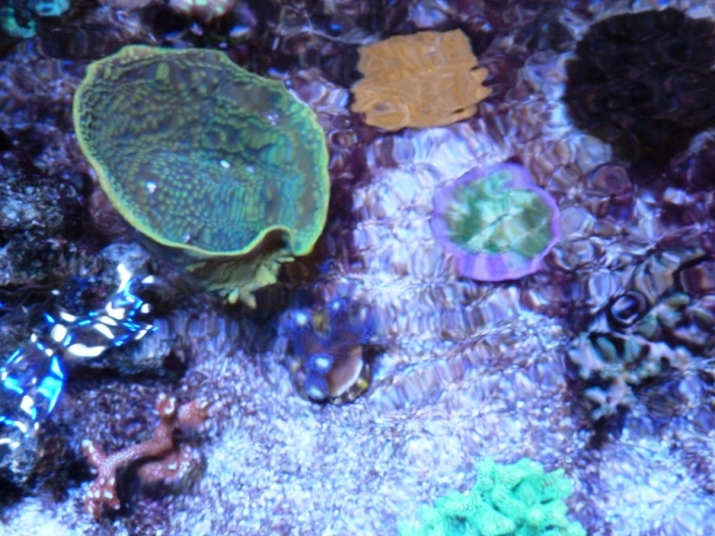 Turbinaria - milka - fungia - montipora laranja