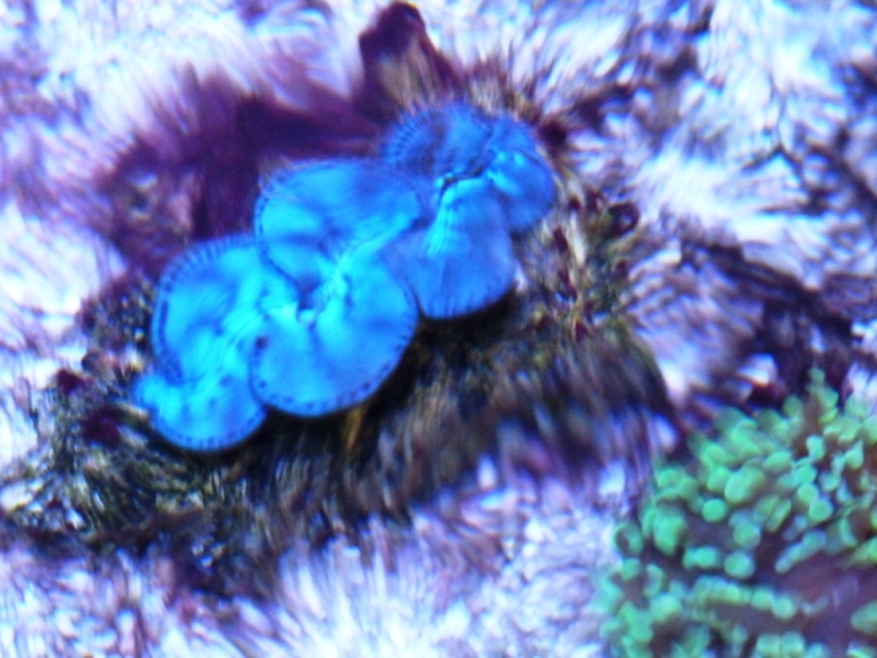 Tridacna azul