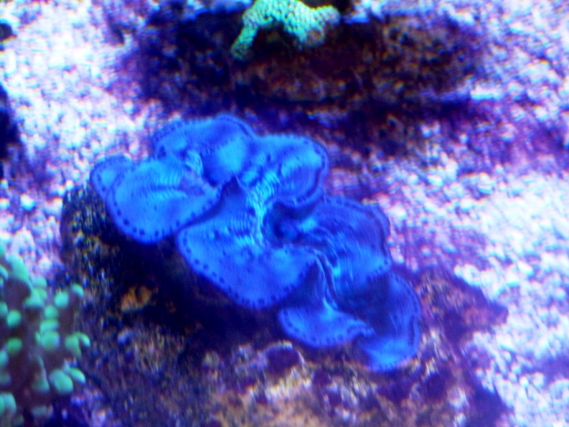 Tridacna azul1