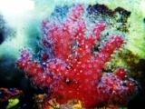 Nepthyigorgia