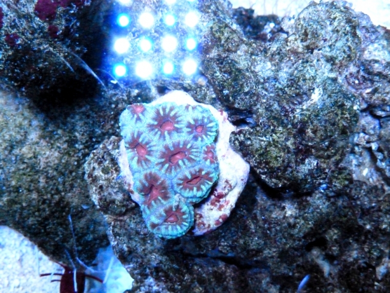 Acanthastrea lordhowensis