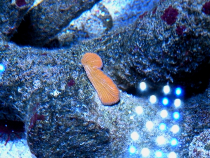 Diaseris fragilis