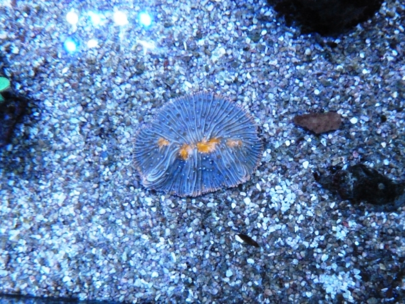 Fungia pequena