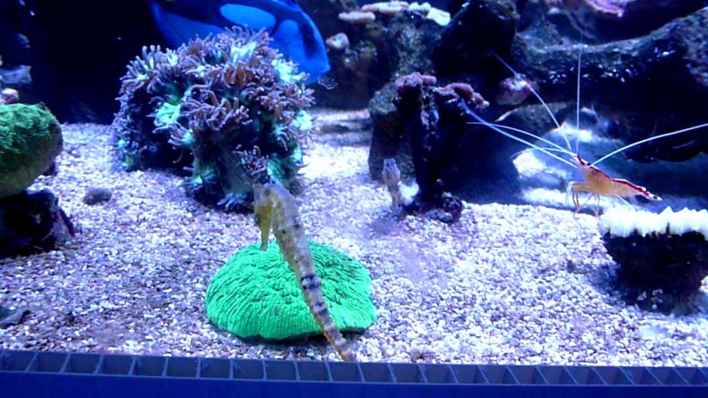 Морской конëк (Morckoie koniok) Cavalo Marinho 3