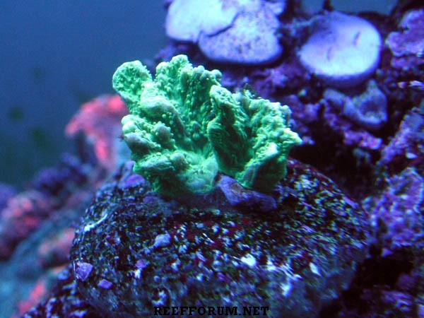 Frag Hydnophora luz actinica