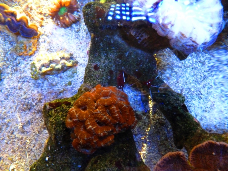 Lagoa da Tranquilidade - Acanthastrea lordhowensis 1 - 11-08-2012