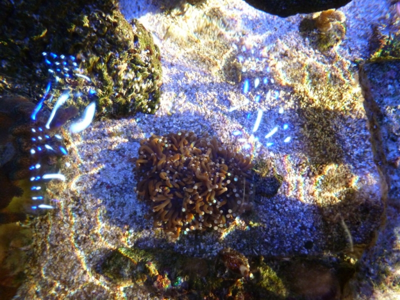 Lagoa da Tranquilidade - Euphyllia castanha - 11-08-2012