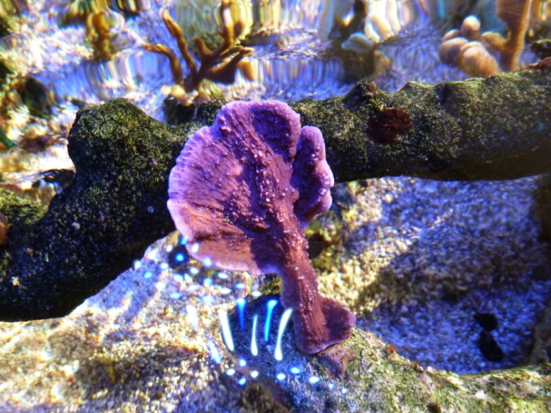 Lagoa da Tranquilidade - Montipora Roxa - 11-08-2012