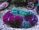 Trachyphyllia
