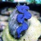 Tridacna azul