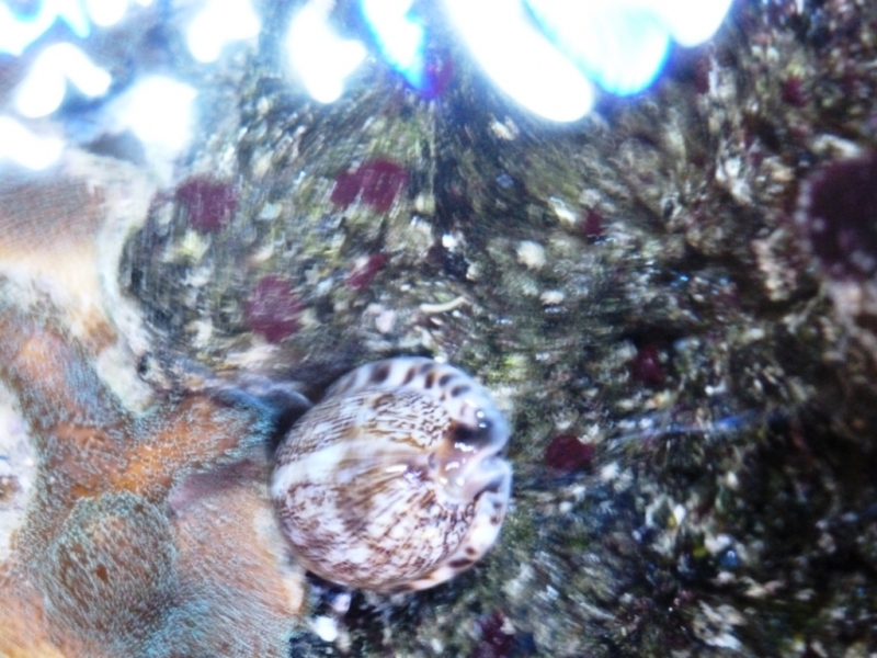 Cypraea arabica2
