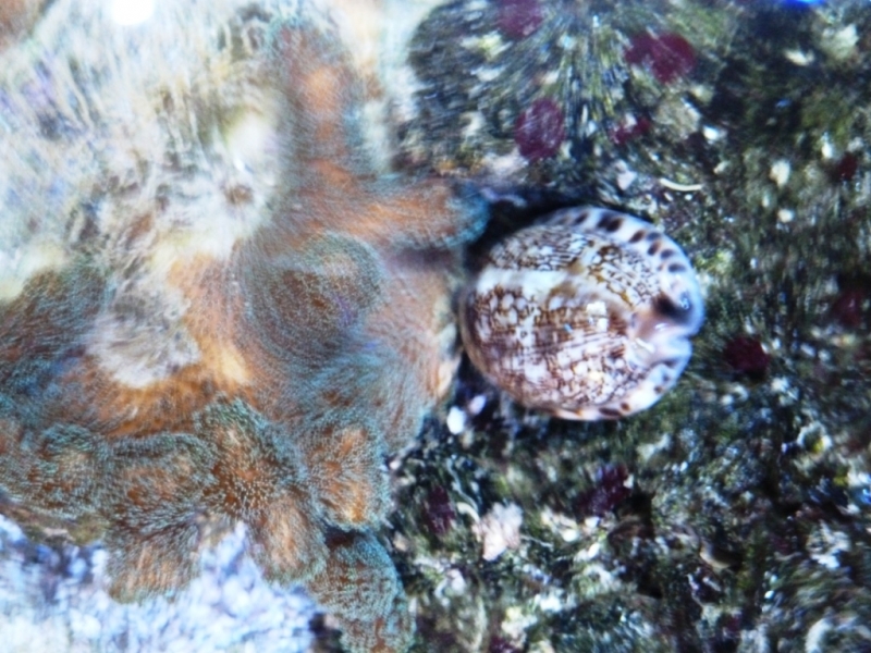 Cypraea arabica3