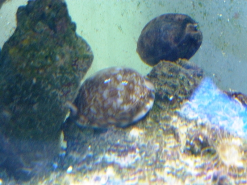 Cypraea arabica5