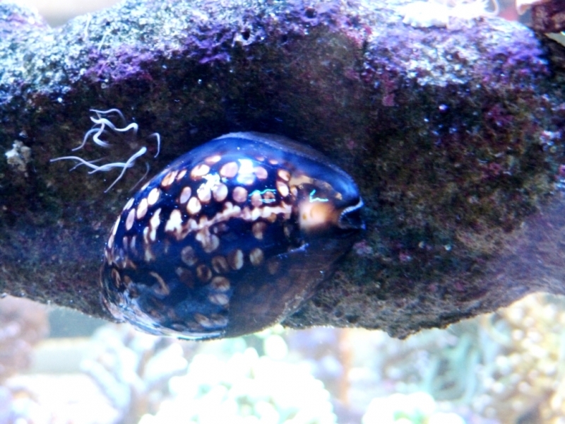 Cypraea mauriteana 1
