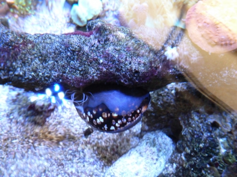 Cypraea mauriteana 2