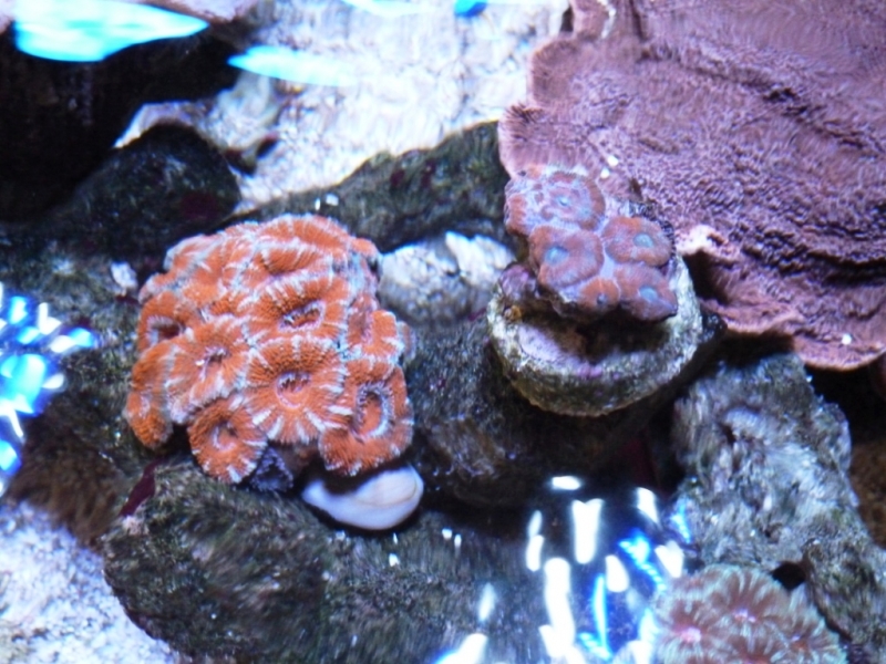 Cypraea moneta3