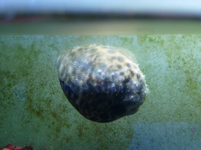 Cypraea tigris