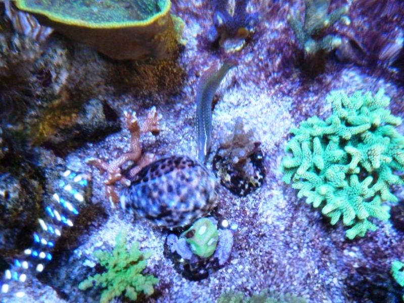 Cypraea tigris1