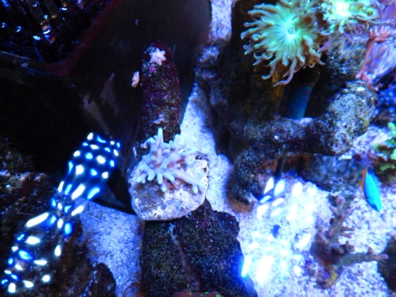 Acropora echinata