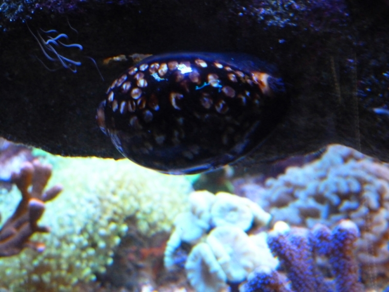Cypraea mauriteana 3