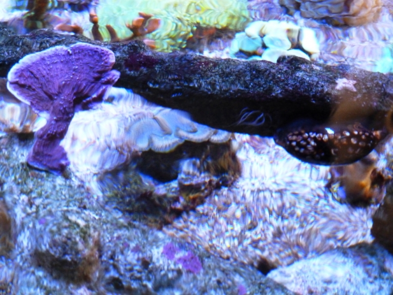 Cypraea mauriteana 4