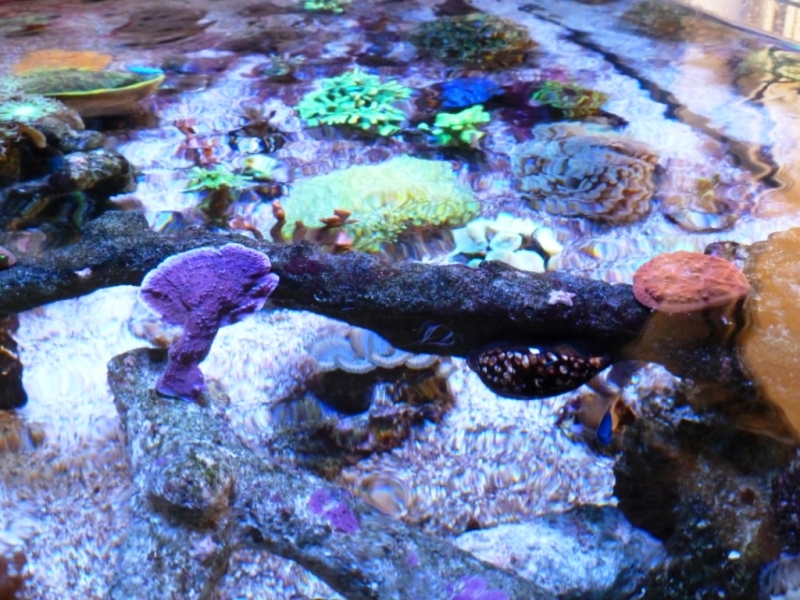 Cypraea mauriteana 5