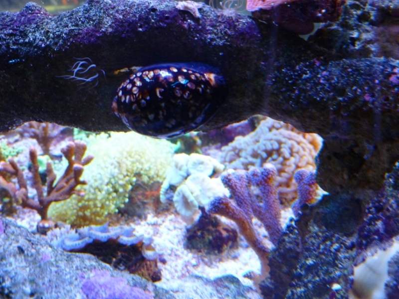 Cypraea mauriteana 6