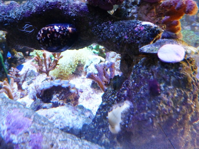 Cypraea mauriteana -Cypraea moneta 2