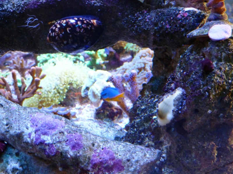 Cypraea mauriteana -Cypraea moneta 4